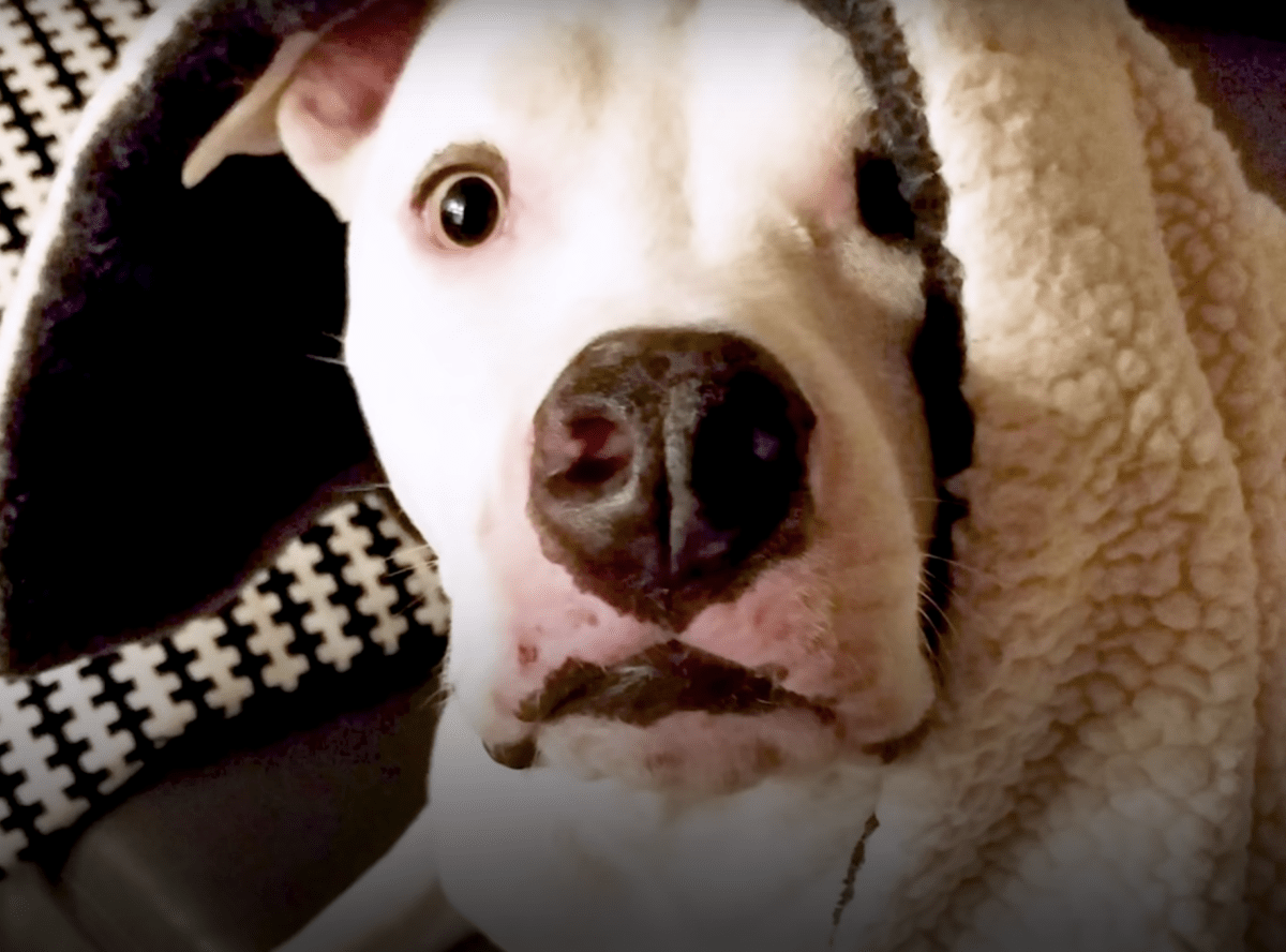 Zneužívaný pitbull opäť vidí svojho brata a prosí ho, aby utešil jeho zlomeného ducha