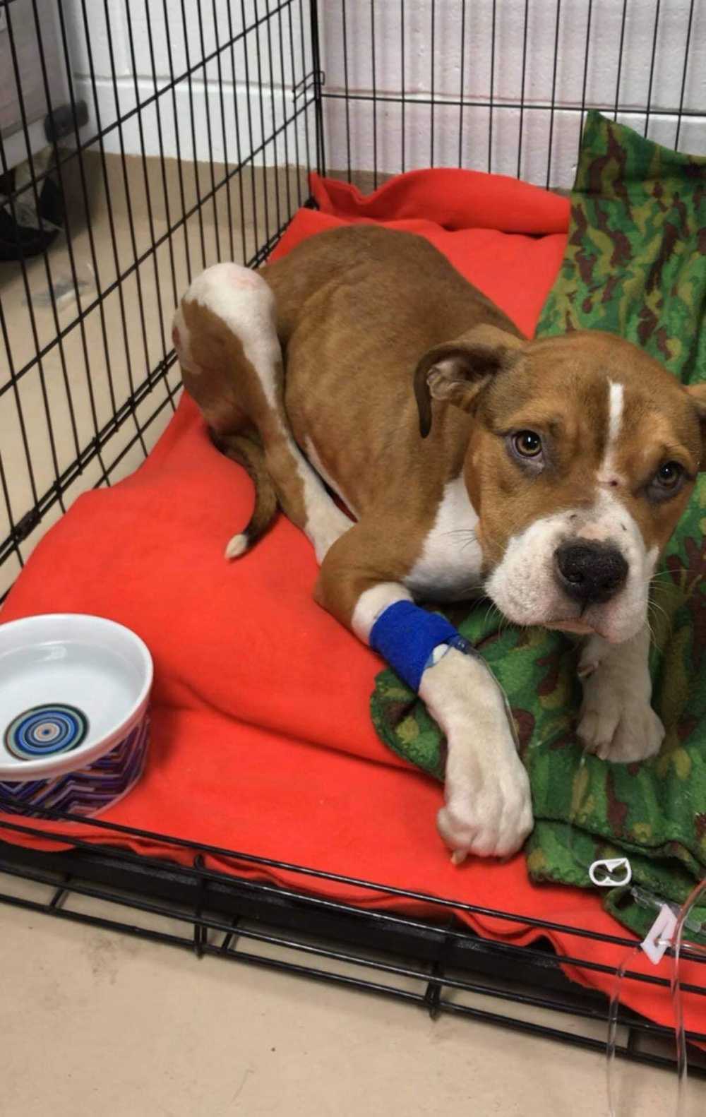 Zneužívané šteňa zabavené z domu v New Yorku je adoptované odpovedajúcim dôstojníkom