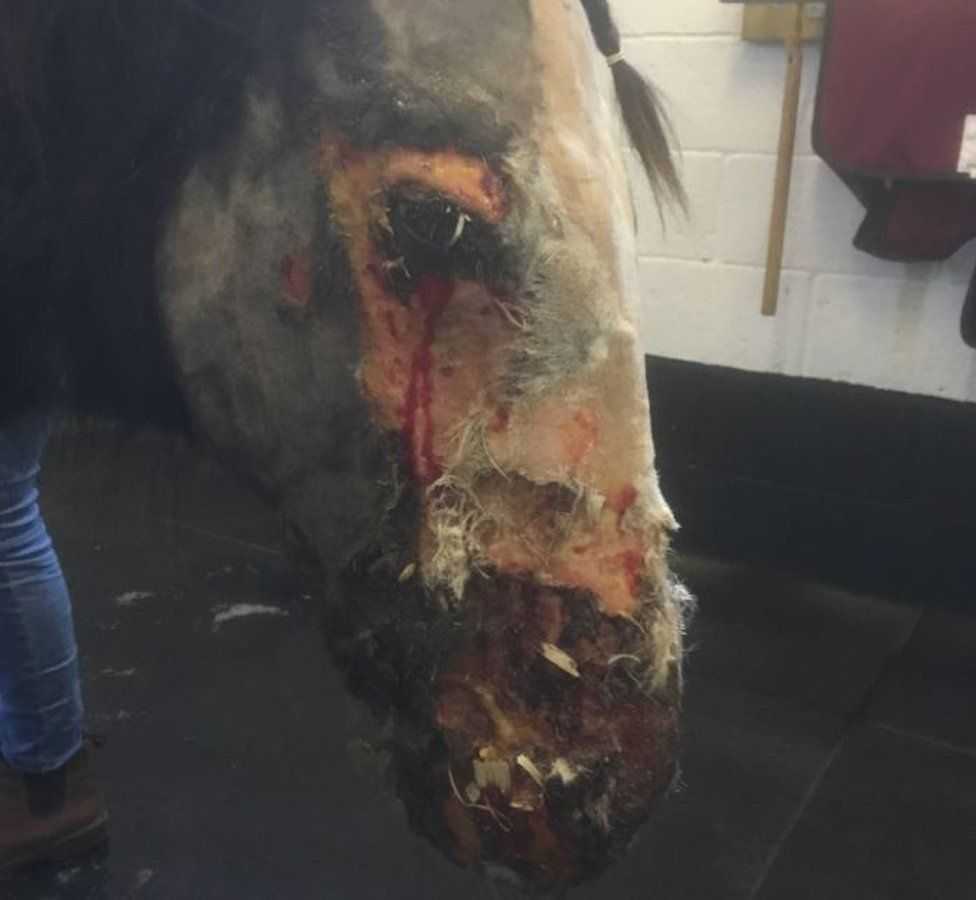 Acid Attack Pony, ktorý dostal „svetovú prvú“ operáciu s názvom Záchranné zviera roka