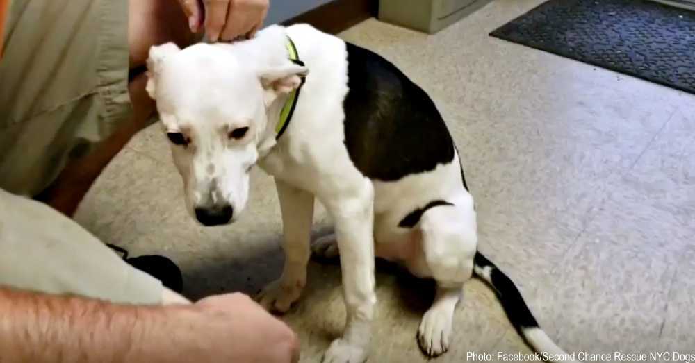 Adoptované šteniatko sa vrátilo do útulku o týždeň neskôr