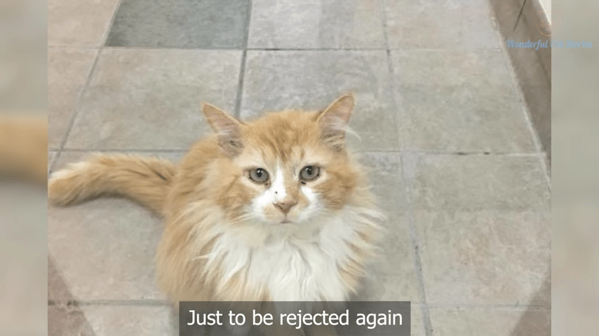 Keď ho rodina opustí, Cat prejde 12 míľ späť, len aby bola znova odmietnutá