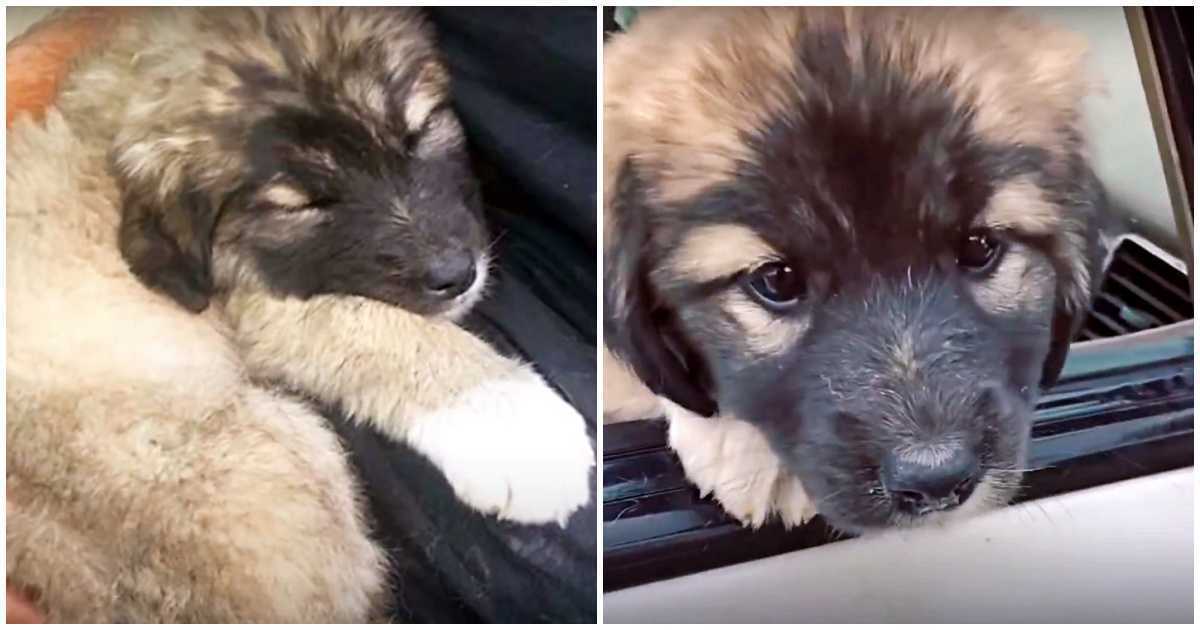 Keď jeho mamu zrazilo auto, triasol sa na tom istom mieste celé dni a dúfal, že sa vráti