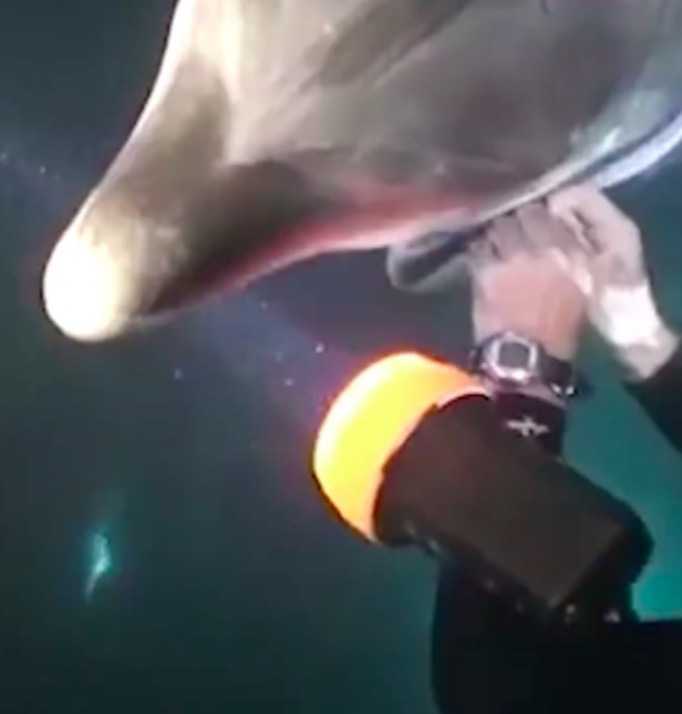 Potápač plával na Havaji, keď k nemu priplával delfín a žiadal o naliehavú pomoc