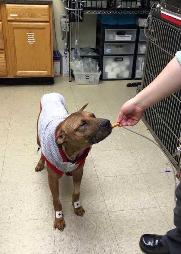 Dying Pit Bull Had Lost All Hope, keď ho deti našli v tráve práve včas