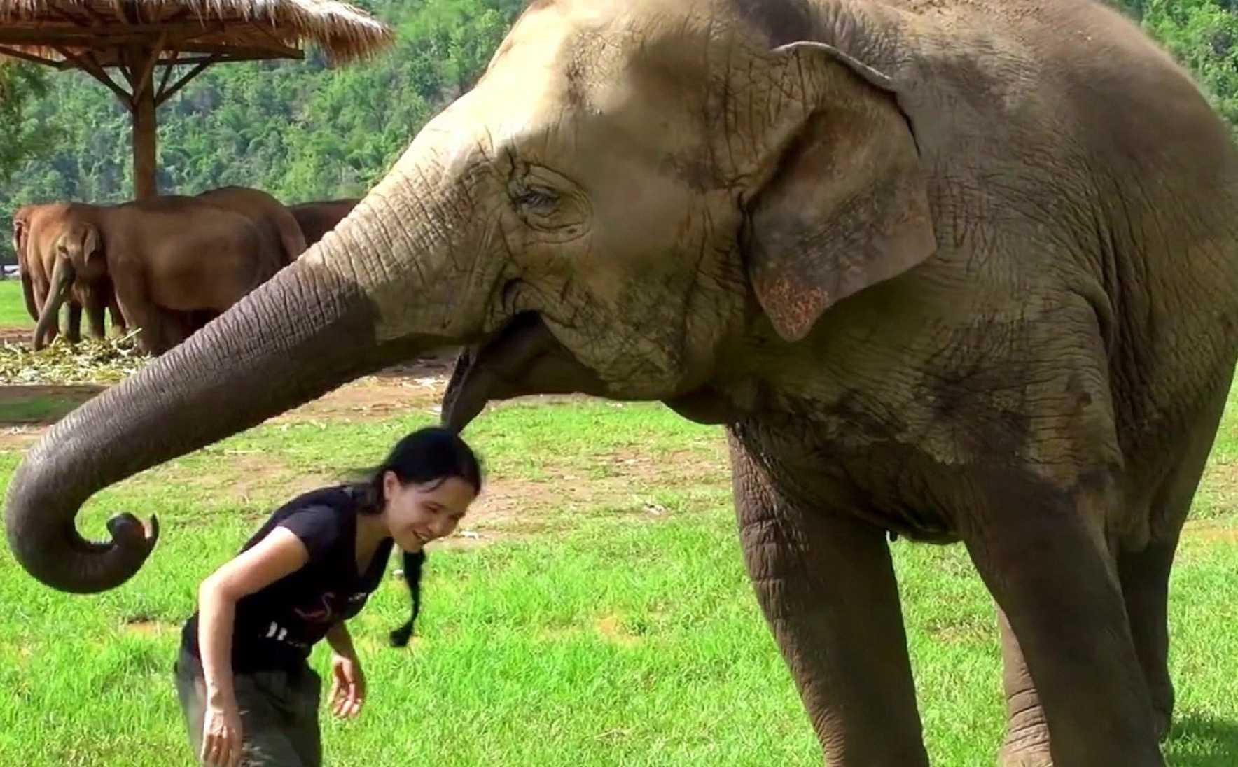 Elephant Barges in On Interview, aby „zachránil“ svojho opatrovateľa pred anketármi