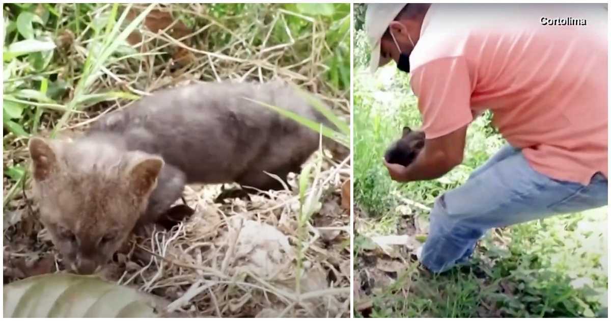 Farmár zachráni zatúlané „mačiatko“ zo strany cesty, z mačky sa stane mláďa pumy