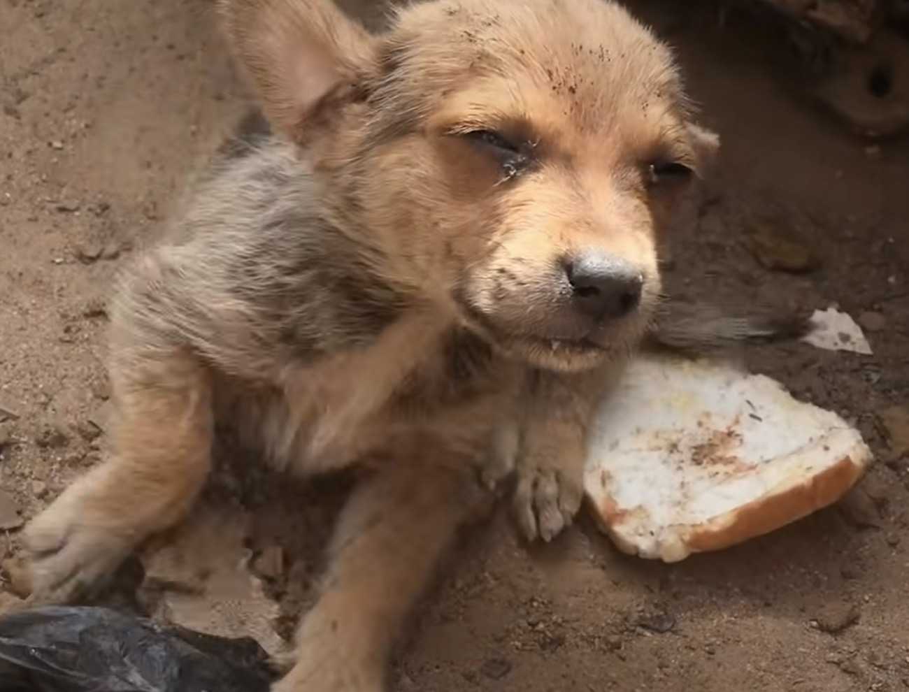 Zabudnuté šteniatko, ktorého súrodenci boli adoptovaní, sa snaží postarať sa o seba v odpade