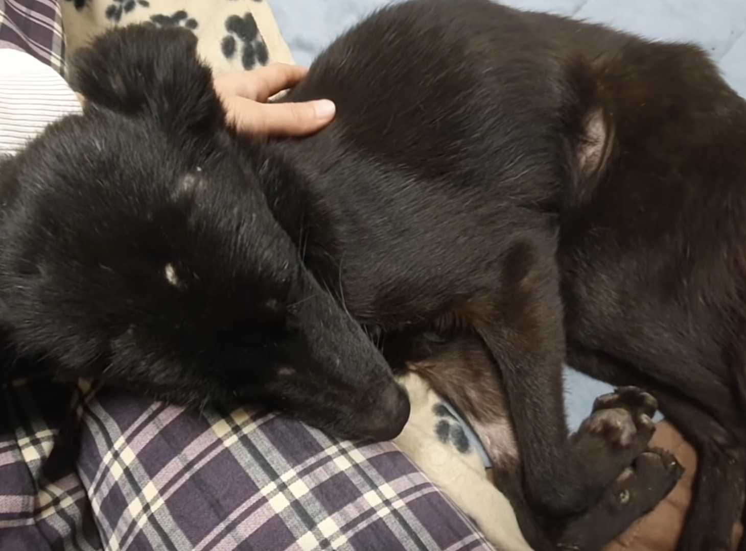 Nájdený v zanedbanej garáži Hladujúci pes začne vrtieť chvostom, keď prídu záchranári