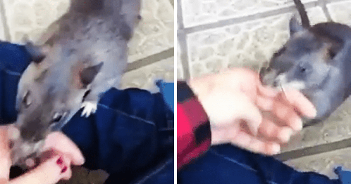 Obrovská matka krysa ťahá človeka za ruku, aby predviedla svoje nové deti