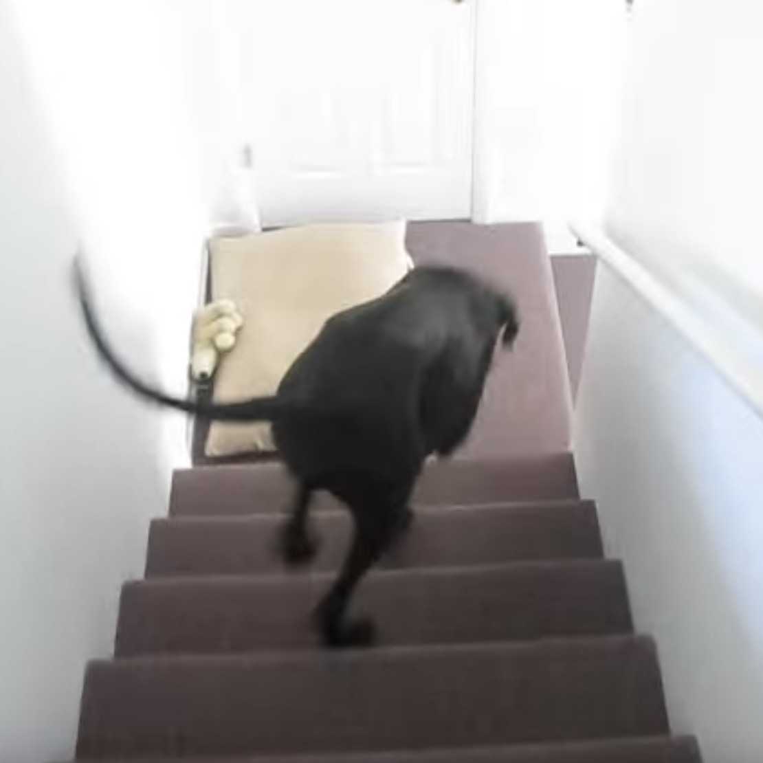 Nemecká doga zblázni v momente, keď vidí, že jeho otec je späť