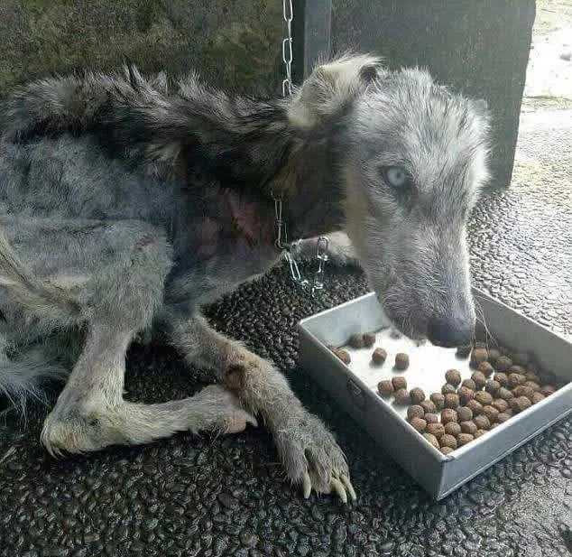 Chlap nájde huskyho opustenú kožu a kosti a pomôže mu zotaviť sa