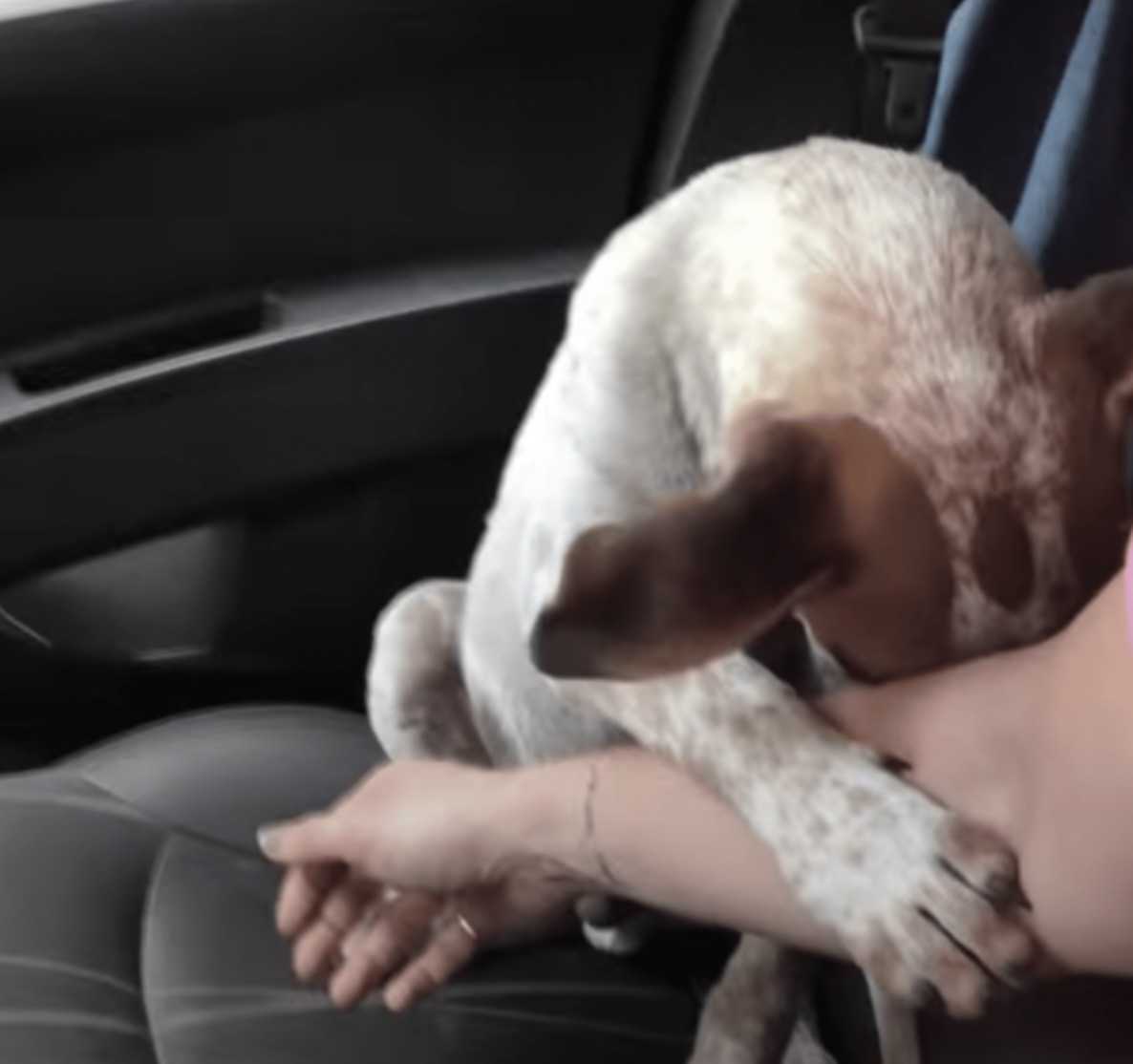 Srdcervúce ďakujem od umierajúceho psa Listy Záchranca v slzách